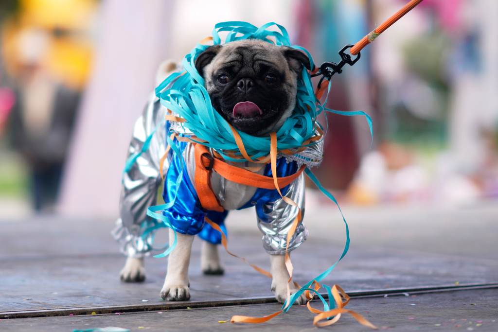A dog named Jeyson is dressed up as the Carnival personality "Pepino" during a pet parade and costume contest for the three Carnival personalities of lka, Chola and Pepino in La Paz, Bolivia, Friday, Feb. 13, 2026. (AP Photo/Juan Karita)