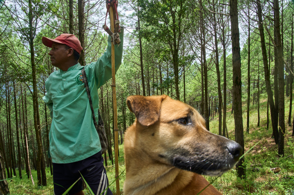 A farmer and his dog look for the direction a group of monkeys fled in Dharamghar, Dolakha district, about 86 kilometers (53 miles) east of Kathmandu, Nepal, Friday, July 24, 2026. (AP Photo/Niranjan Shrestha)