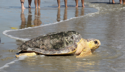 A new report says Mexico has abandoned protection of loggerhead sea turtles - Vimarsana News