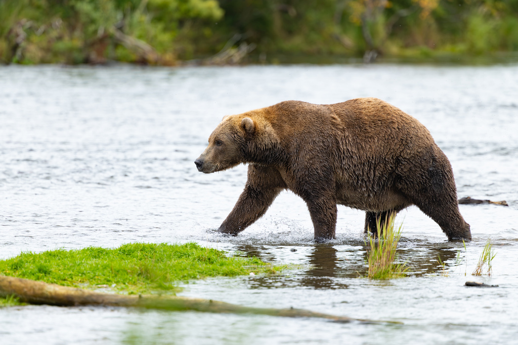 In this photo provided by Katmai Conservancy, a bear strolls in Alaska's Katmai National Park and Preserve in Sept., 2026. (Guy Runco/Katmai Conservancy via AP)