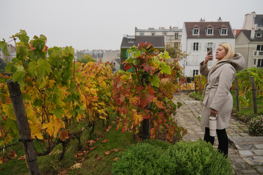 A woman takes a photo of the vineyards of Montmartre district during a visit, in Paris, Wednesday, Oct. 8, 2025. (AP Photo/Thibault Camus) A woman takes a photo of the vineyards of Montmartre district during a visit, in Paris, Wednesday, Oct. 8, 2025. (AP Photo/Thibault Camus)