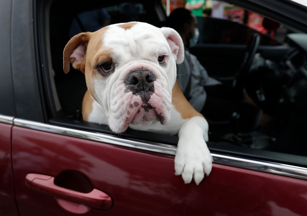 FILE - Zeus looks out of the car window as his owner picks up pet food at a Miami-Dade County Animal Services Department Drive-Thru Pet Food Bank, June 4, 2020, at Lake Stevens Park in Miami Gardens, Fla. (AP Photo/Wilfredo Lee, File)