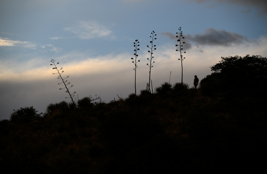 This photo provided by Bat Conservation International shows Rachel Burke, Agave Restoration Coordinator with the group, surveying for flowering and fruiting agave plants in the Burro Mountain area of the Gila National Forest, N.M., on Sept. 6, 2025. (Will Sardinsky/Bat Conservation International via AP)