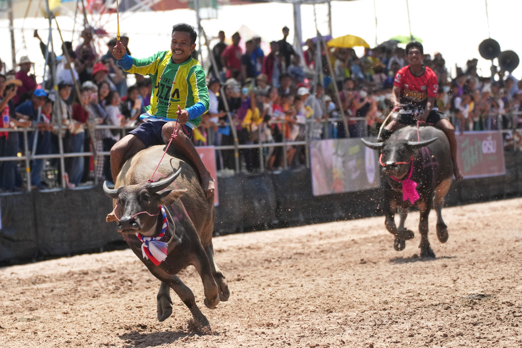 Thai buffalo racers compete during an annual buffalo racing festival in Chonburi, Thailand, Monday, Oct. 6, 2025. (AP Photo/Sakchai Lalit)