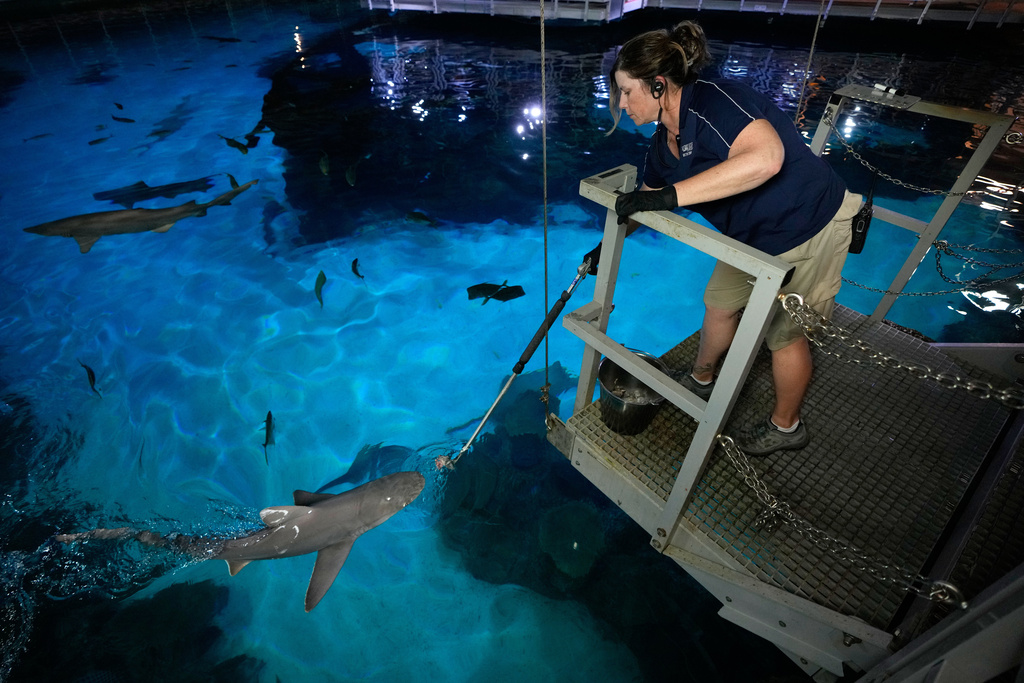 Lead aquarist Becky O'Brien feeds a shark in the Shark Reef Aquarium at the Mandalay Bay hotel-casino in Las Vegas, Wednesday, March 11, 2026. (AP Photo/John Locher)
