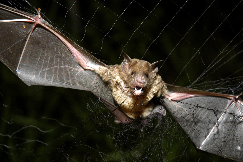 FILE - A vampire bat is caught in a net in Aracy, in the northeast Amazon state of Para, Brazil, on Thursday, Dec. 1, 2005. (AP Photo/Mario Quadros, File)