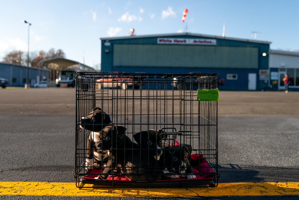 Puppies brought from an overwhelmed Southern animal shelter to be flown to foster and rescue groups farther north, sit on the tarmac as volunteers prepare to load them onto their connecting flight to their final destination at Culpeper Regional Airport in Brandy Station, Va., Nov. 23, 2025. (AP Photo/Allison Robbert)