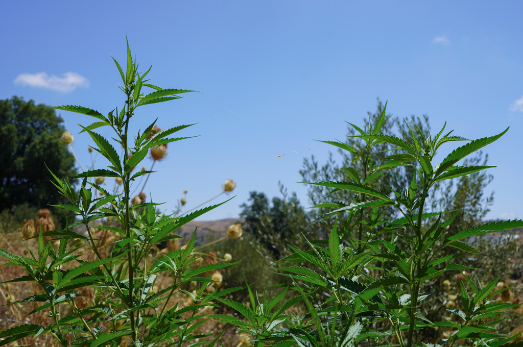 Cannabis plants sprout near a licensed cultivation facility near Bab Berred, Chefchaouen, Morocco, Monday, Nov. 24, 2025. (AP Photo/Mosa'ab Elshamy)
