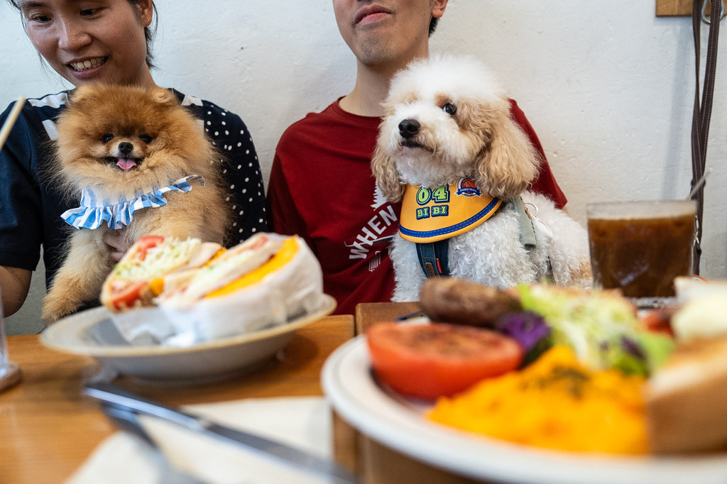 Dogs sit leashed on their owners at a dining table inside the Wan Land Cafe on the first day dogs are legally permitted in restaurants in Hong Kong, Thursday, July 9, 2026. (AP Photo/Chan Long Hei)