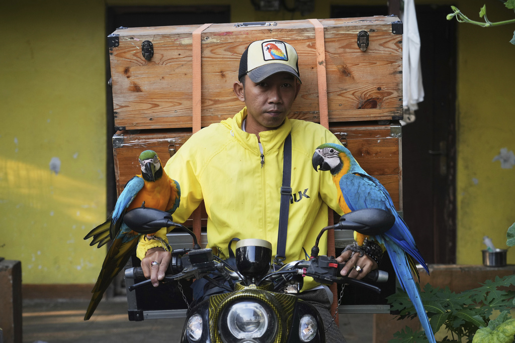 Albi Albar Ramli prepares to leave his house with macaws for a training session in Depok, on the outskirts of Jakarta, Indonesia, Saturday, Aug. 16, 2025. (AP Photo/Tatan Syuflana)