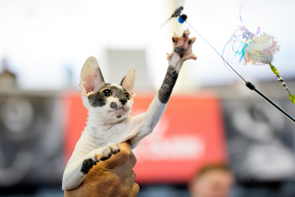 A Cornish Rex cat reaches for a toy during the FIFe World Show Romania 2025, the world's largest cat event, held in a different country every year, which brought together more than 1000 cats from over 30 countries, in Bucharest, Romania, Saturday, Oct.25, 2025. (AP Photo/Andreea Alexandru)