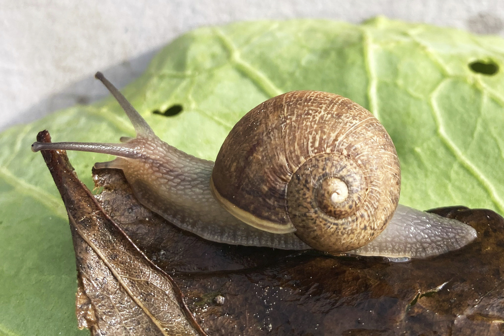 Ned, a pale-bodied snail crawls across a leaf in a small town in the Waiararapa, New Zealand, on Aug. 22, 2025. (Giselle Clarkson via AP)