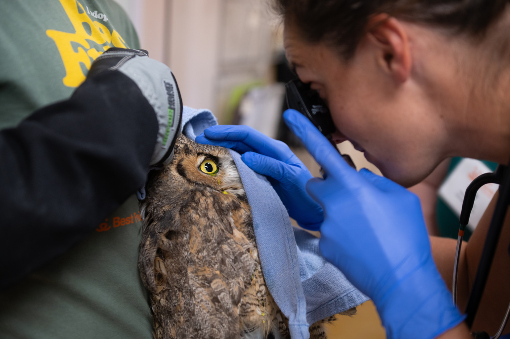 In this image provided by Best Friends Animal Sanctuary, veterinarian Kelsey Parras examines an owl in Nov. 6, 2025, that was taken to the sanctuary in Kanab, Utah, after it fell into a concrete mixer. (Best Friends Animal Sanctuary via AP)
