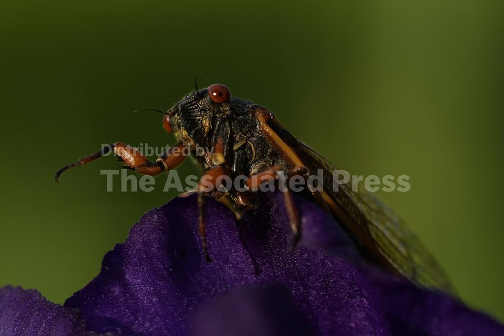 Up close and personal, cicadas display Nature's artwork. Discerning
