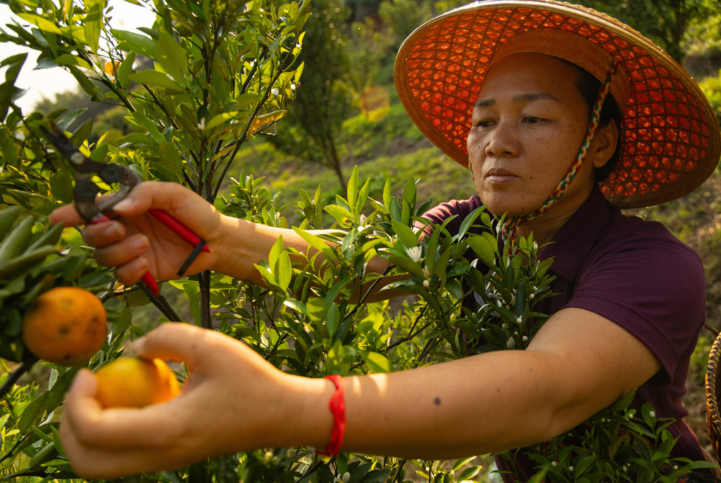 Sangrawee Suweerakarn, with the Romphoni Foundation, harvests tangerines on a farm in Tha Ton, Thailand, on Feb. 20, 2026. (AP Photo/Anton L. Delgado)