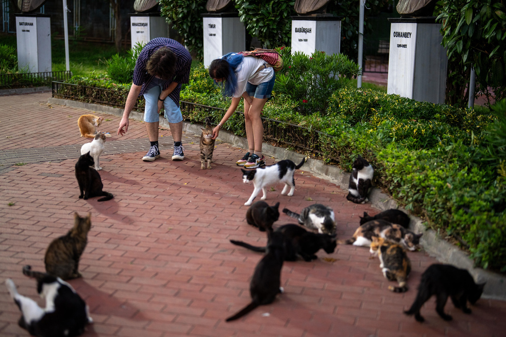 A couple feeds stray cats at Macka park in Istanbul, Turkey, Sunday, Aug. 2, 2026. (AP Photo/Emrah Gurel)