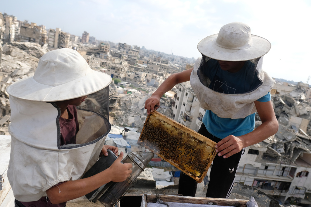 Displaced Palestinian beekeepers harvest honey from beehives at al-Dabba family bee farm, in Gaza city, Saturday, Aug. 8, 2026. (AP Photo/Jehad Alshrafi)