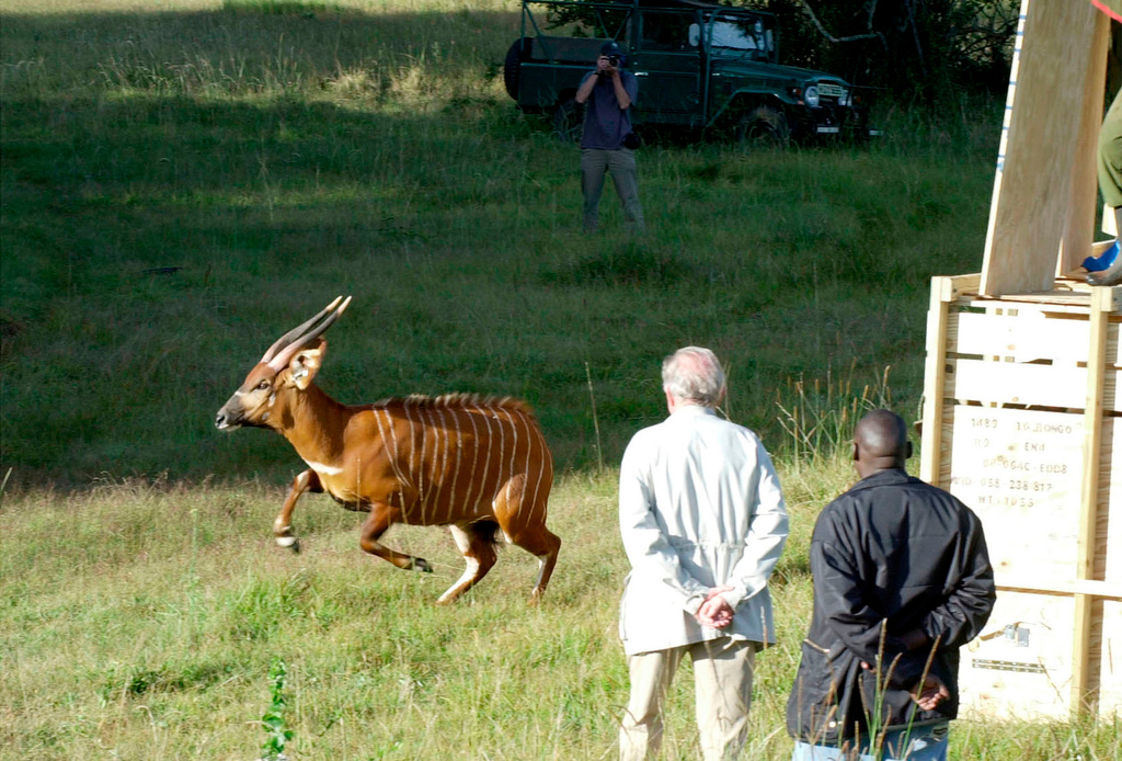 FILE - A rare mountain bongo leaps from a shipping crate after traveling from the United States to the slopes of Mountain Kenya, their natural habitat, on Jan. 30, 2004. (AP Photo/Chris Tomlinson, File)