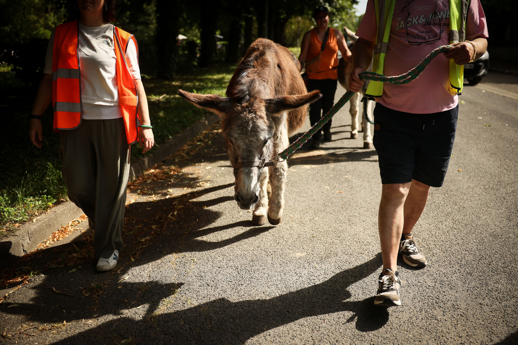 Patients with mental health conditions assisted by staff members and volunteers participate in a therapy session involving donkeys at a psychiatric hospital in Neuilly-sur-Marne, in the eastern suburbs of Paris, Friday, May 29, 2026. (AP Photo/Thomas Padilla)