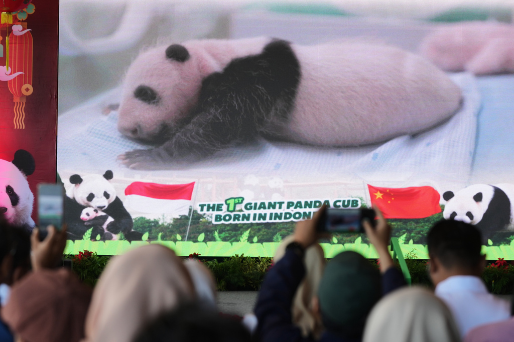 An image of Satrio Wiratama, nicknamed 'Rio', the first giant panda cub born in Indonesia idisplayed on a screen during a press conference at Indonesia Safari Park, in Bogor, West Java, Indonesia, Tuesday, Jan. 6, 2026. (AP Photo/Dita Alangkara)