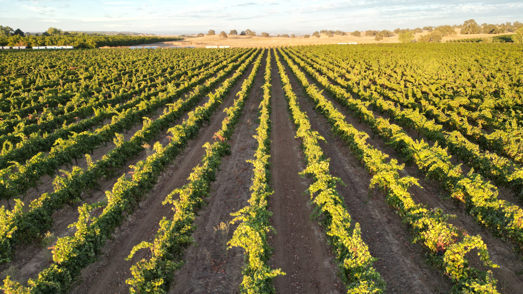 Unsold wine grapes line a vineyard at Berryhill Family Vineyards in Clements, Calif., Sept. 10, 2026. (AP Photo/Terry Chea)