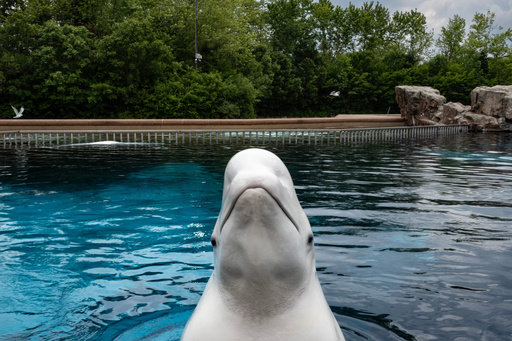 A beluga whale surfaces from a tank to be fed by an employee at Marineland amusement park in Niagara Falls, Ontario, Canada, June 9, 2023. (Chris Young/The Canadian Press via AP) A beluga whale surfaces from a tank to be fed by an employee at Marineland amusement park in Niagara Falls, Ontario, Canada, June 9, 2023. (Chris Young/The Canadian Press via AP)