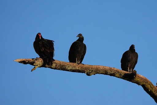 A pair of black vultures roost next to a turkey vulture, left, Monday, Sept. 29, 2025, in Cincinnati. (AP Photo/Joshua A. Bickel) A pair of black vultures roost next to a turkey vulture, left, Monday, Sept. 29, 2025, in Cincinnati. (AP Photo/Joshua A. Bickel)