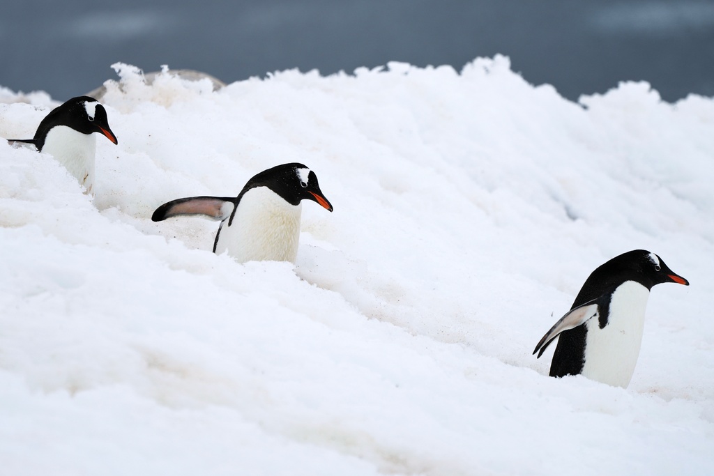 Gentoo penguins walk at Neko Harbour in Antarctica, Saturday, Nov. 22, 2025. (AP Photo/Mark Baker)