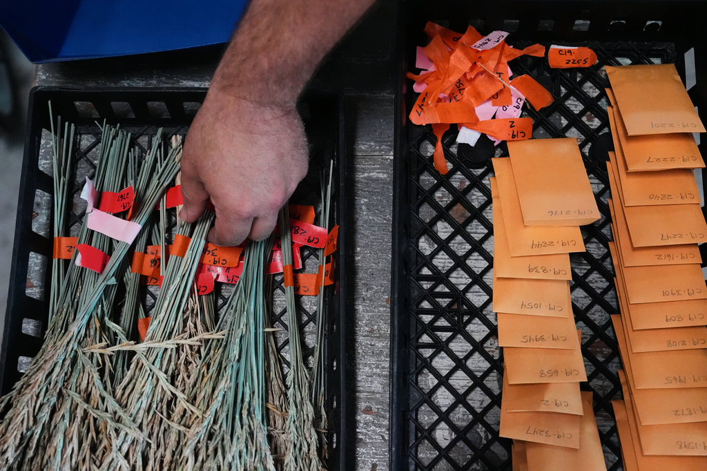 Marty Christians grabs a bundle of Kernza for cleaning and weighing Tuesday, July 28, 2026, at The Land Institute in Salina, Kan. (AP Photo/Joshua A. Bickel)