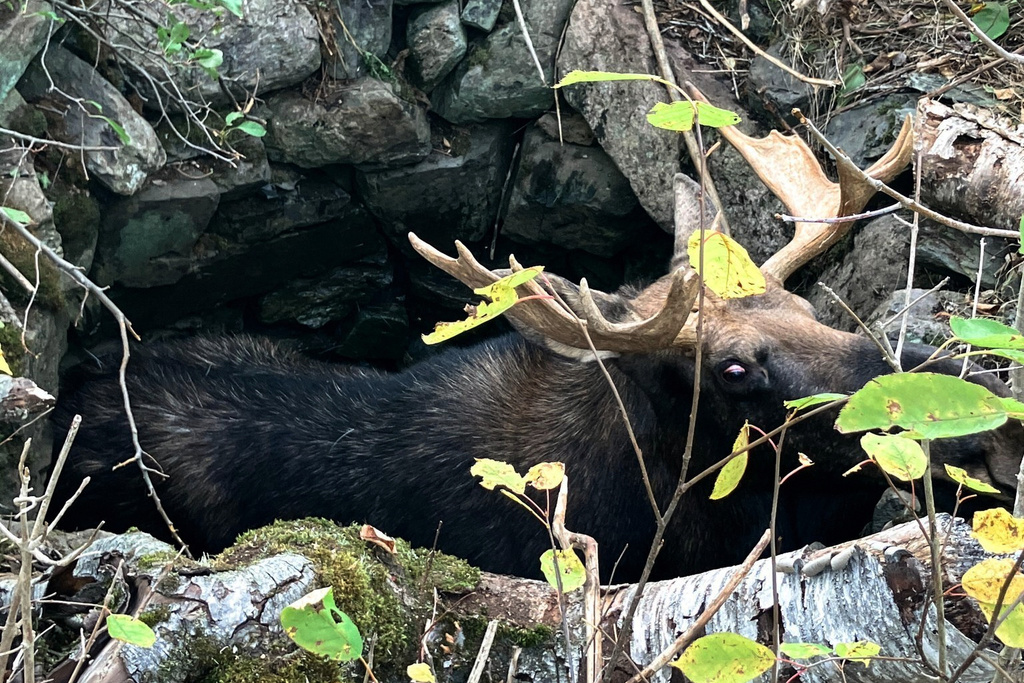 In a photo taken Sept. 17, 2025 in Pembroke, Maine, a moose is trapped in an abandoned well. (Delaney Gardner via AP)