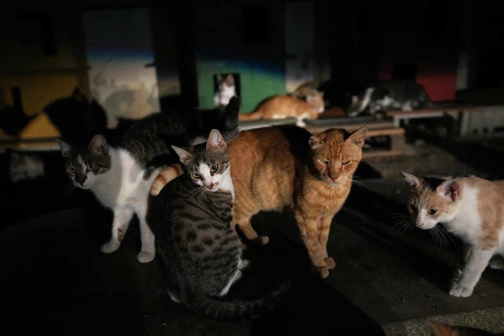 Cats are seen at a park in Lakatamia area, of capital Nicosia, Cyprus, Oct. 4, 2025. (AP Photo/Petros Karadjias)