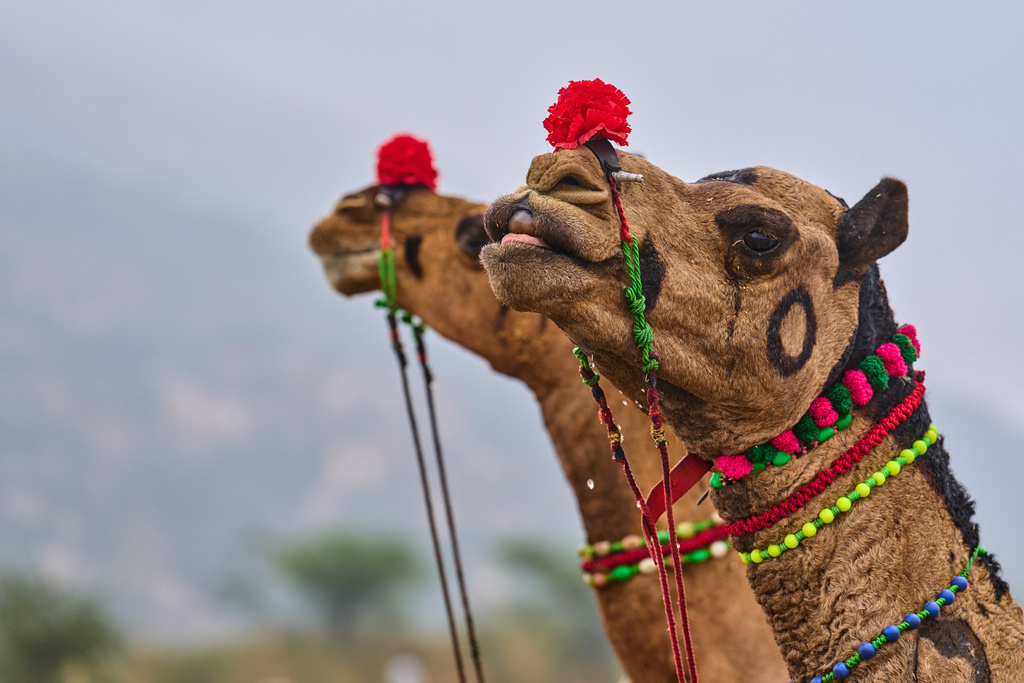 Decorated camels at the annual cattle fair in Pushkar, in the western Indian state of Rajasthan, Tuesday, Oct. 28, 2025. (AP Photo/Rajesh Kumar Singh)