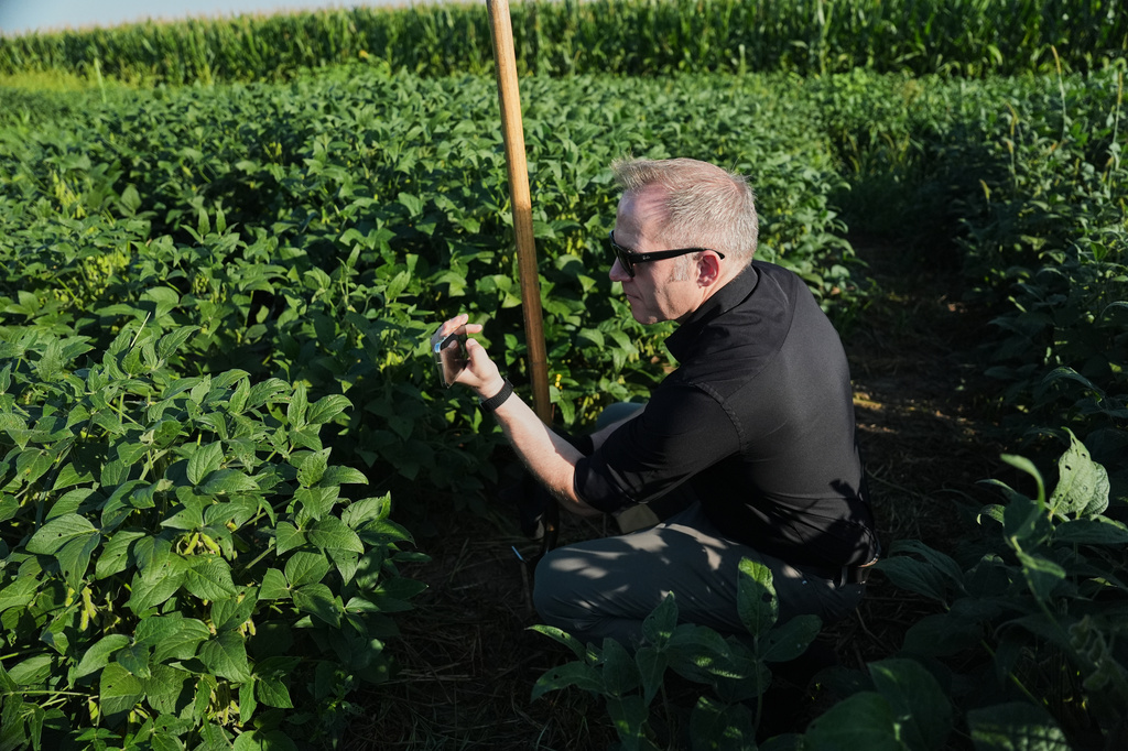 Wolfgang Busch, director of the Harnessing Plants Initiative at the Salk Institute, takes a photograph of genetically-engineered soybeans Tuesday, Sept. 1, 2026, at a research farm in Urbana, Ill. (AP Photo/Joshua A. Bickel)