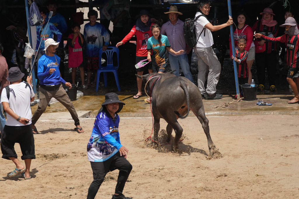 A buffalo catcher, front in blue shirt, tries to stop a buffalo after it crosses the finish line in a sprint event during an annual buffalo racing festival in Chonburi, Thailand, Monday, Oct. 6, 2025. (AP Photo/Sakchai Lalit)