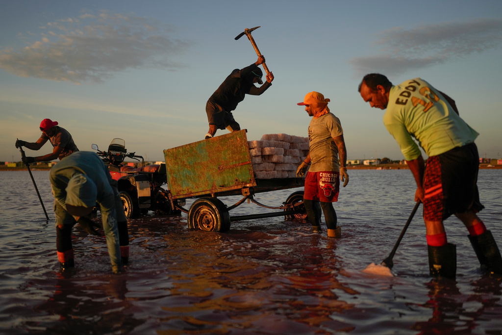 Members of the Sanchez family work at the Salinas de Cumaraguas salt flats on the Paraguana Peninsula, Venezuela, Thursday, Jan. 15, 2026. (AP Photo/Matias Delacroix)