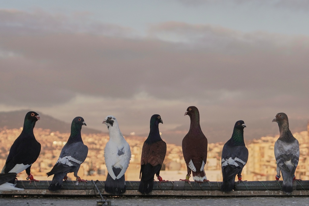 Pigeons sit on the rooftop of Ibrahim Ammar andLoubna Hamdan, where the couple leaves food out, in Chiyah, the southern suburbs of Beirut, Lebanon, at sunset, Tuesday, July 8, 2025. (AP Photo/Hassan Ammar)
