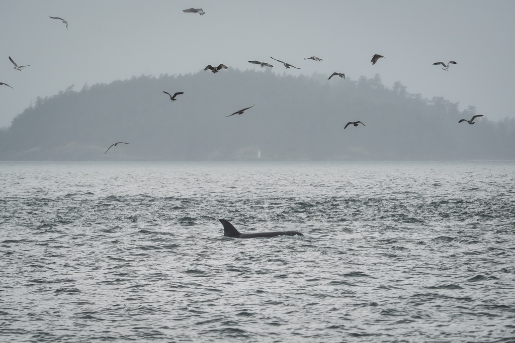 An orca swims in the San Juan Islands, Wash., Saturday, Oct. 11, 2025. (AP Photo/Annika Hammerschlag)