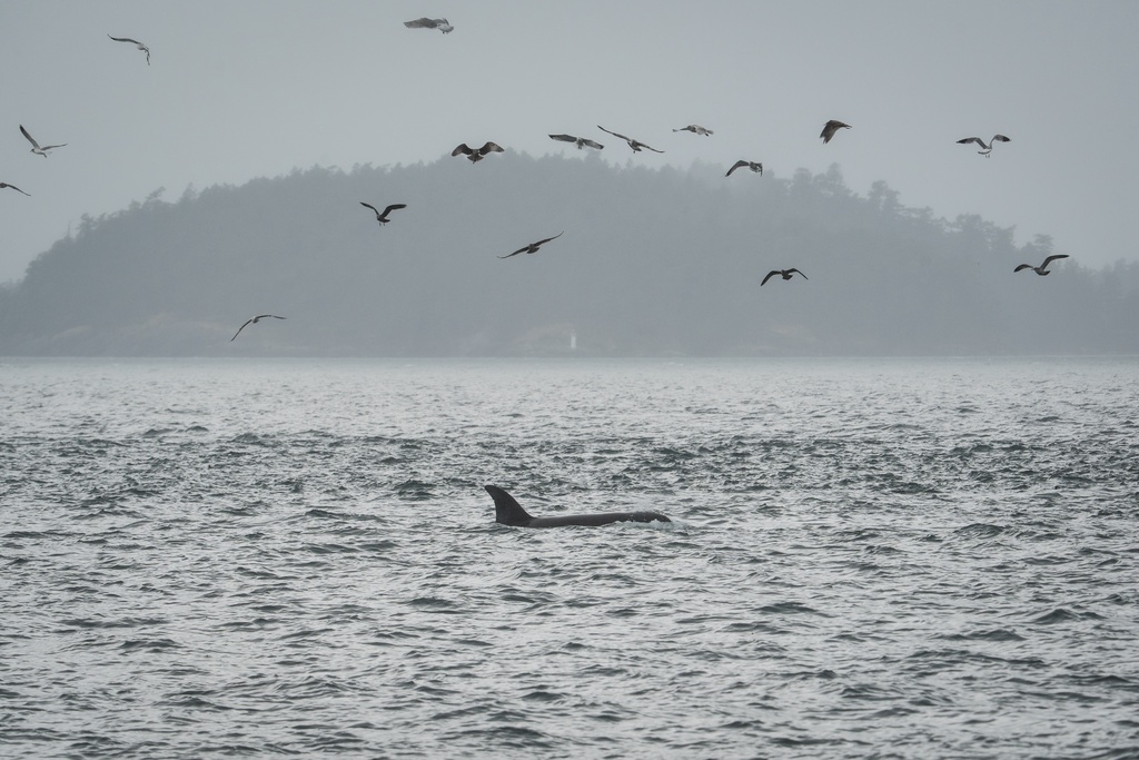 A Bigg's killer whale swims in the San Juan Islands, Wash., Saturday, Oct. 11, 2025. (AP Photo/Annika Hammerschlag)
