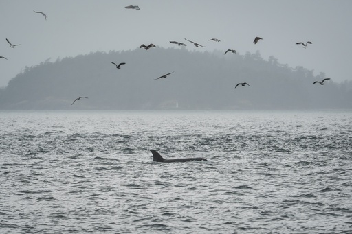 A Bigg's killer whale swims in the San Juan Islands, Wash., Saturday, Oct. 11, 2025. (AP Photo/Annika Hammerschlag) A Bigg's killer whale swims in the San Juan Islands, Wash., Saturday, Oct. 11, 2025. (AP Photo/Annika Hammerschlag)