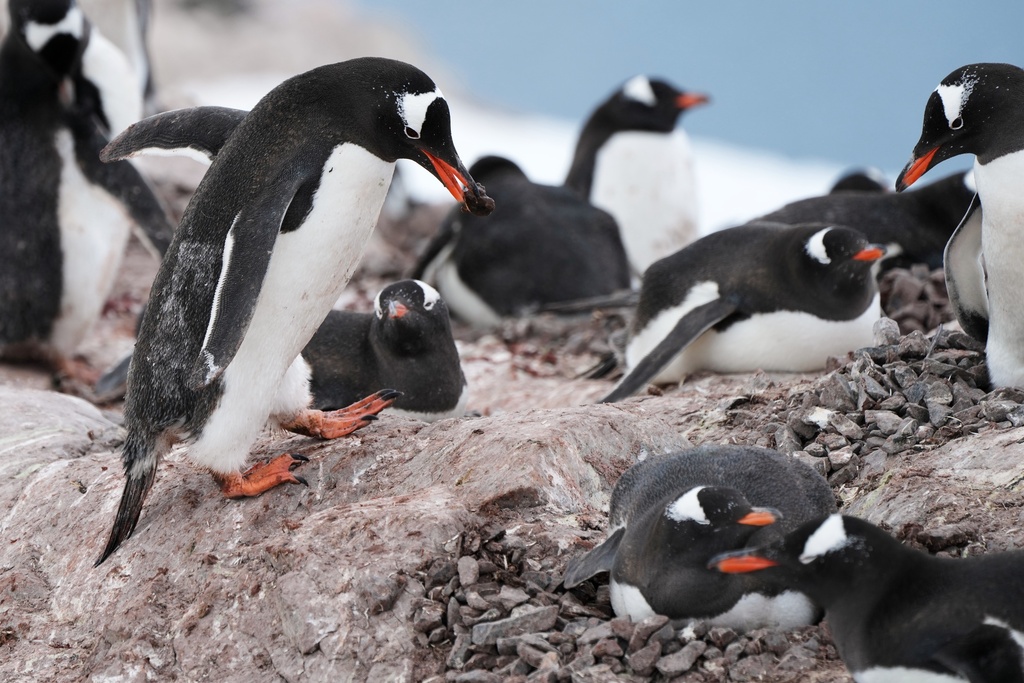 Gentoo penguins nest at Neko Harbour in Antarctica, Saturday, Nov. 22, 2025. (AP Photo/Mark Baker)