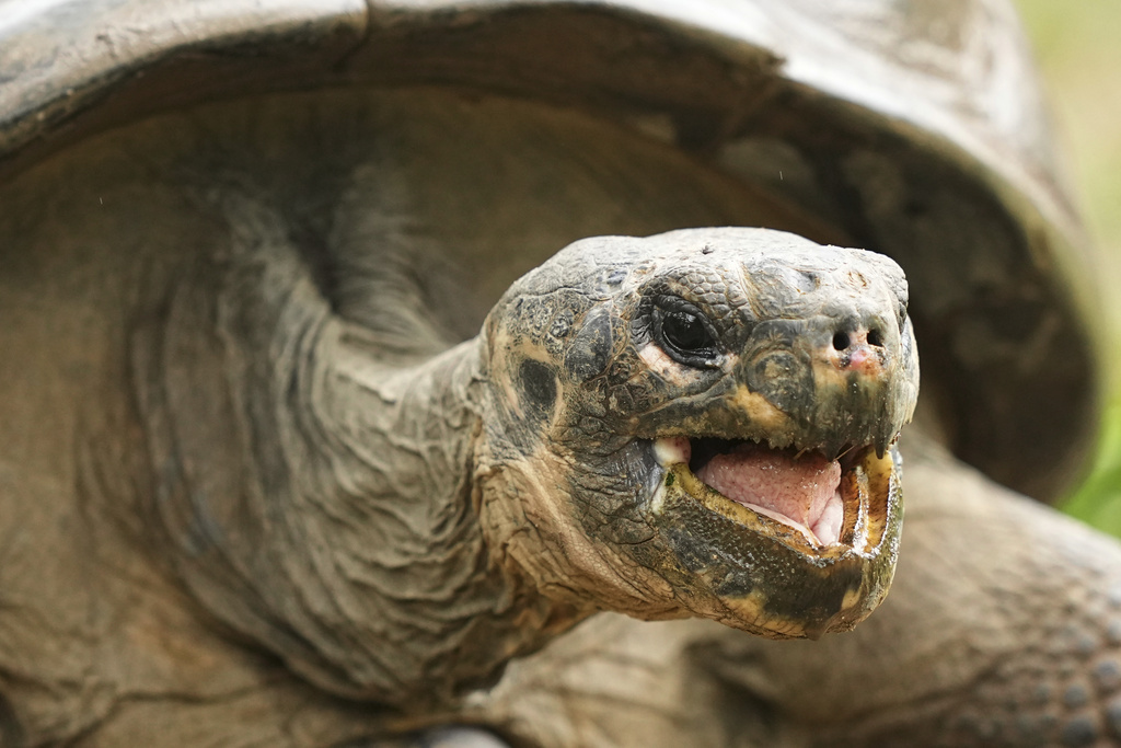 Mommy, a nearly 100-year-old Galapagos tortoise, and parent of 16 hatchlings in two clutches, walks in her enclosure at the Philadelphia Zoo in Philadelphia, Wednesday, Aug. 20, 2025. (AP Photo/Matt Rourke)