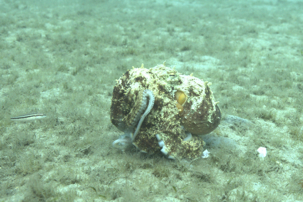 This photo provided by researchers in September 2024 shows a wild Octopus americanus displaying the behavior "moving rock." (Roger Hanlon via AP)