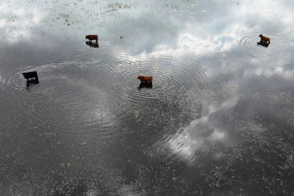 FILE - Cows stand in floodwaters at a farm in Buenos Aires province, Argentina, July 25, 2025. (AP Photo/Natacha Pisarenko, File)
