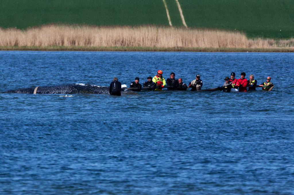 Helpers work to help the stranded humpback whale, in Fährdorf, Germany, Tuesday, April 28, 2026. (Marcus Golejewski/dpa via AP)