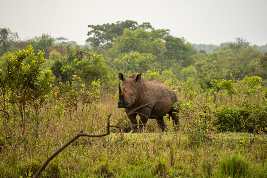 A rhinoceros is darted inside the Ziwa Rhino Sanctuary as rangers prepare to relocate it to Kidepo Valley National Park in north-eastern Uganda, Thursday, March 19, 2026. (AP Photo/Moses Dipak)