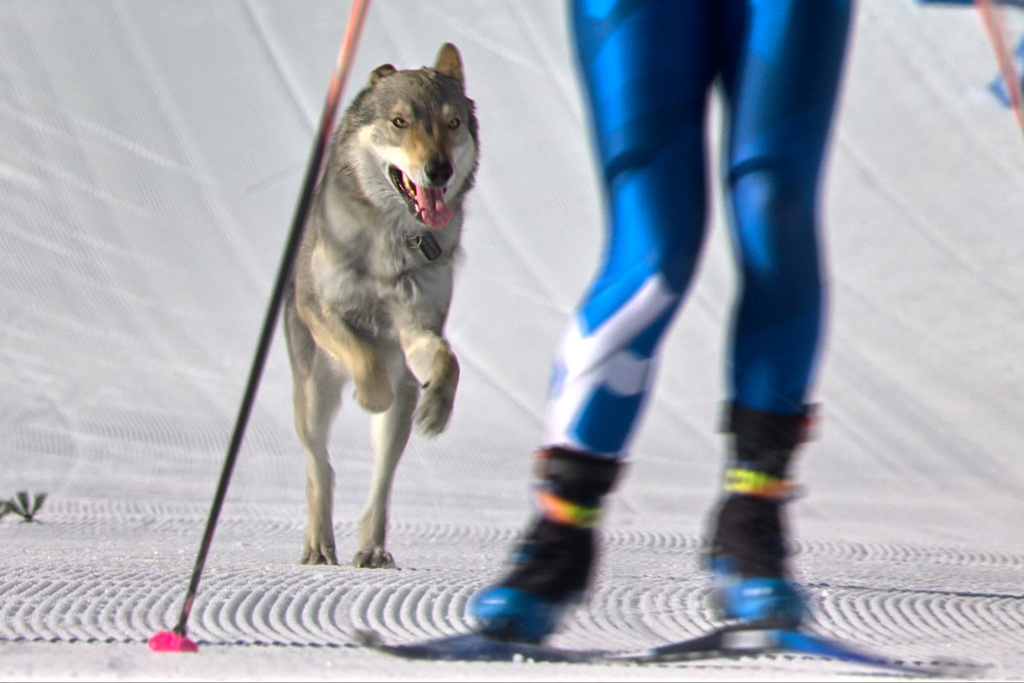 In this image taken from video provided by Olympic Broadcasting Services, OBS, a dog runs onto the track near the finish during the heats of the cross-country skiing women's team sprint free at the 2026 Winter Olympics, in Tesero, Italy, Wednesday, Feb. 18, 2026. (Olympic Broadcasting Services via AP)