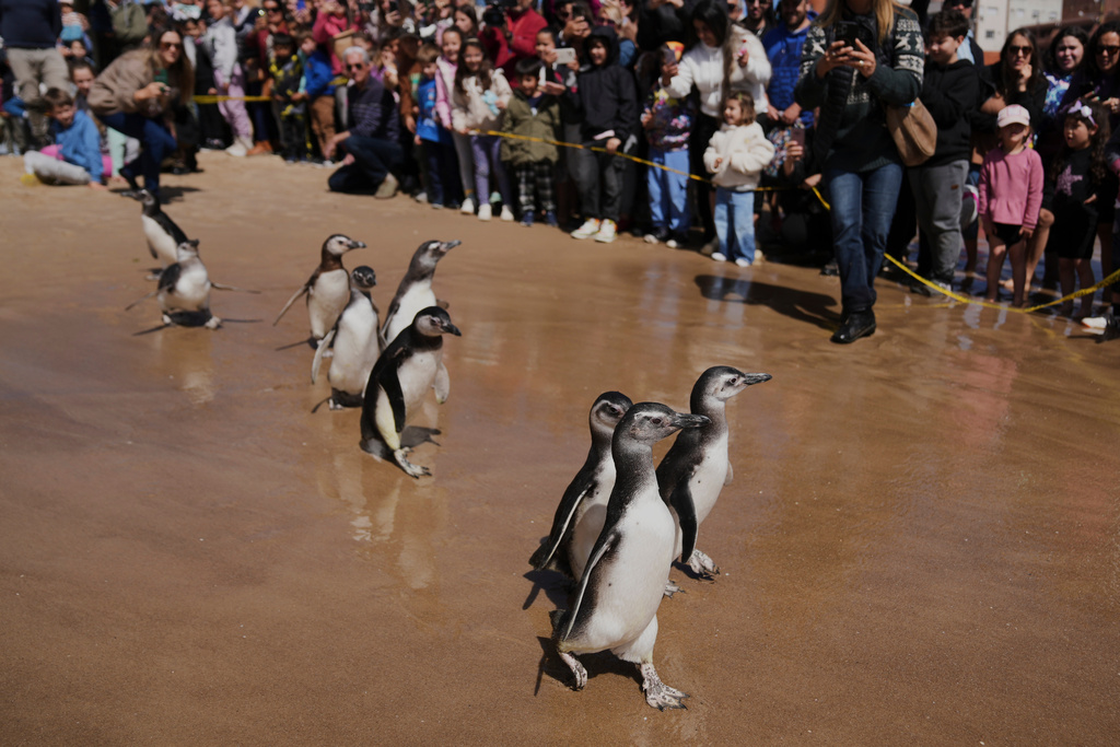 Magellanic penguins walk towards the ocean during a release after undergoing a rehabilitation process, in Punta del Este, Uruguay, Wednesday, Sept. 24, 2025. (AP Photo/Matilde Campodonico)