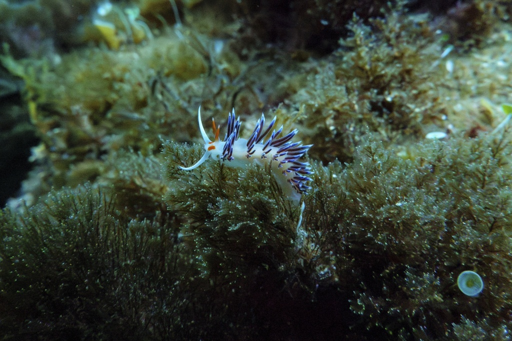 FILE - A wandering cratena, or nudibranch, is visible in the protected area of France's Porquerolles National Park ahead of the U.N. Ocean Conference on June 6, 2025. (AP Photo/Annika Hammerschlag, File)