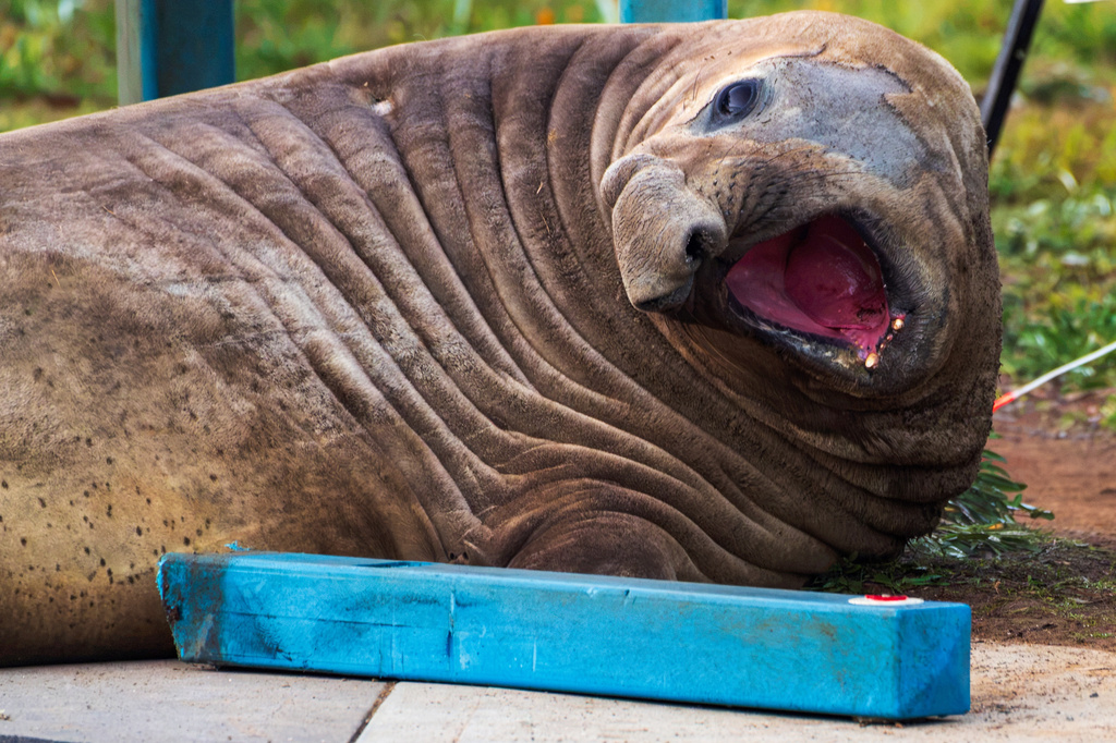 In this photo provided by Sam Volker Photography, Neil the Seal, a 1,000 kg (2,200 pound) elephant seal, looks over a bollard he has damaged in Tasmania, Australia, June 27, 2026. (Sam Volker Photography via AP)
