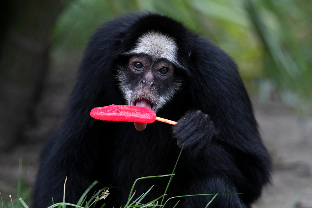 A white-cheeked spider monkey licks a popsicle in the summer heat at the BioParque do Rio in Rio de Janeiro, Tuesday, Jan. 13, 2026. (AP Photo/Bruna Prado)